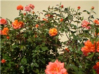 431d2d32-Picture 3094.jpg